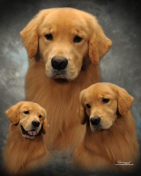 GOLDEN-B-BEAR Kennels, Golden Retrievers - Plymouth, New Hampshire